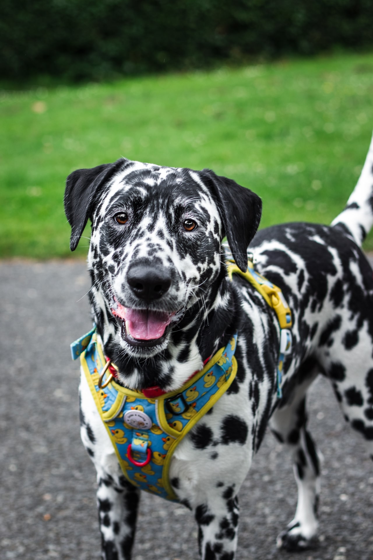 Beautiful Pet Photography