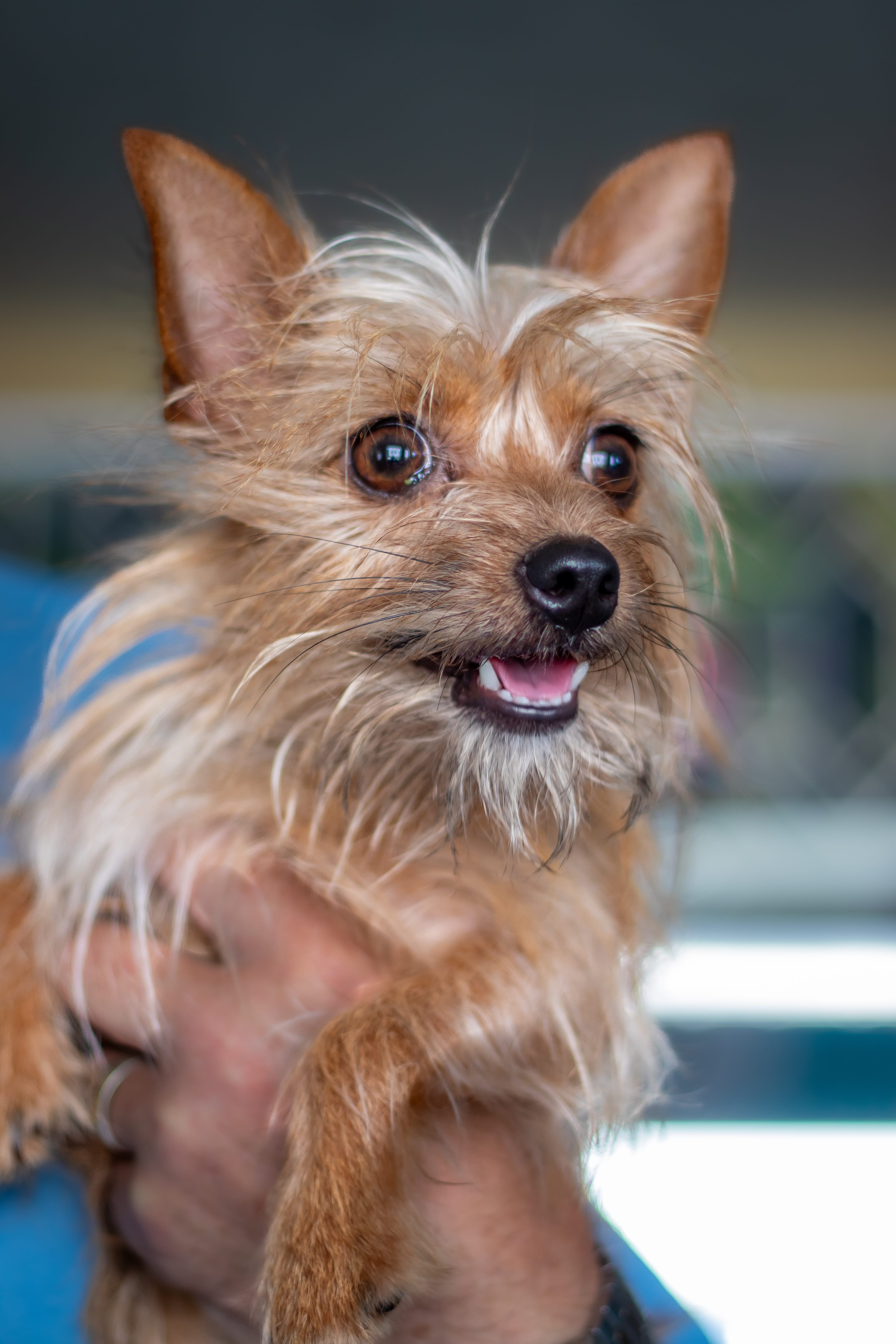 Expressive Pet Photography