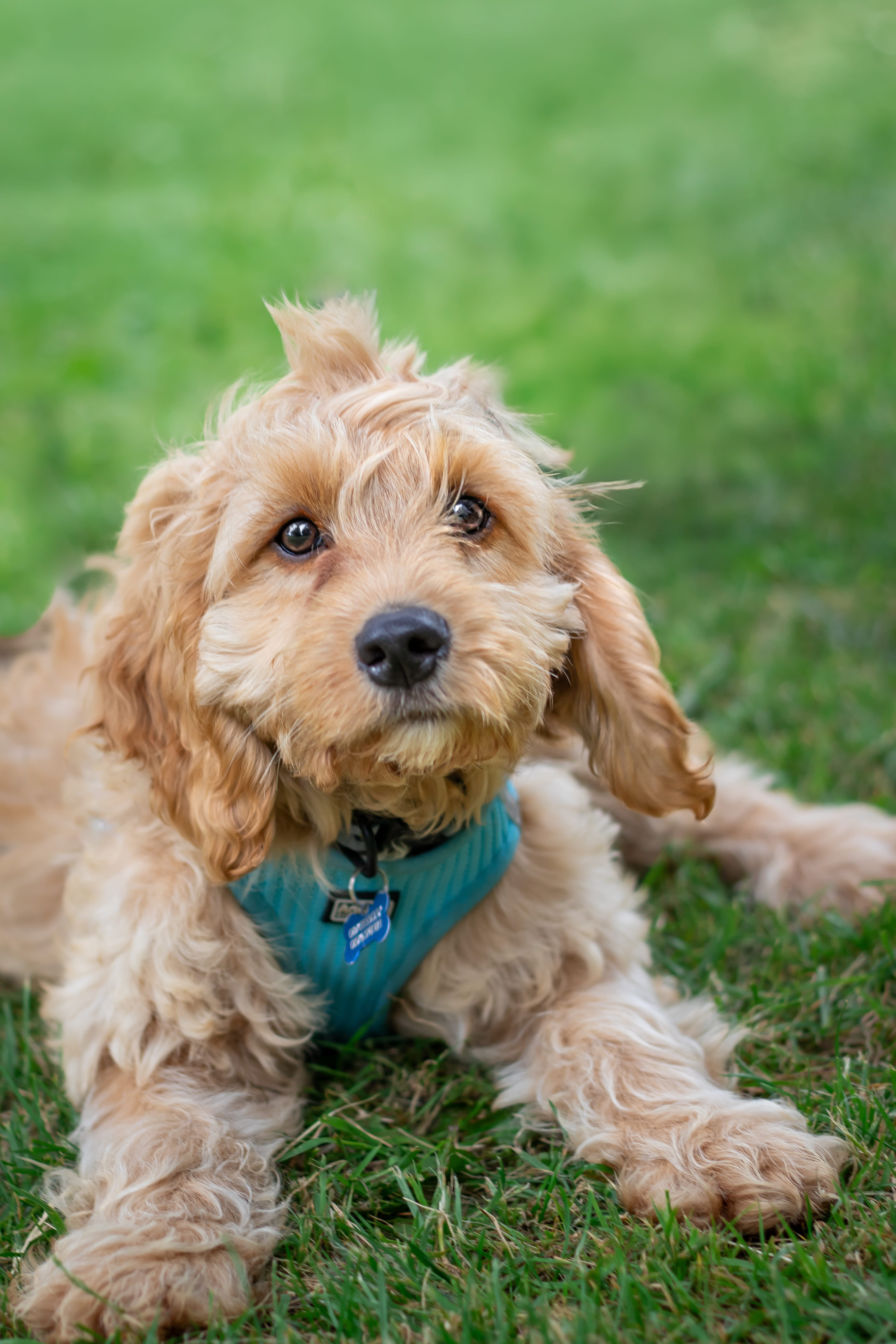 Charming Pet Portrait
