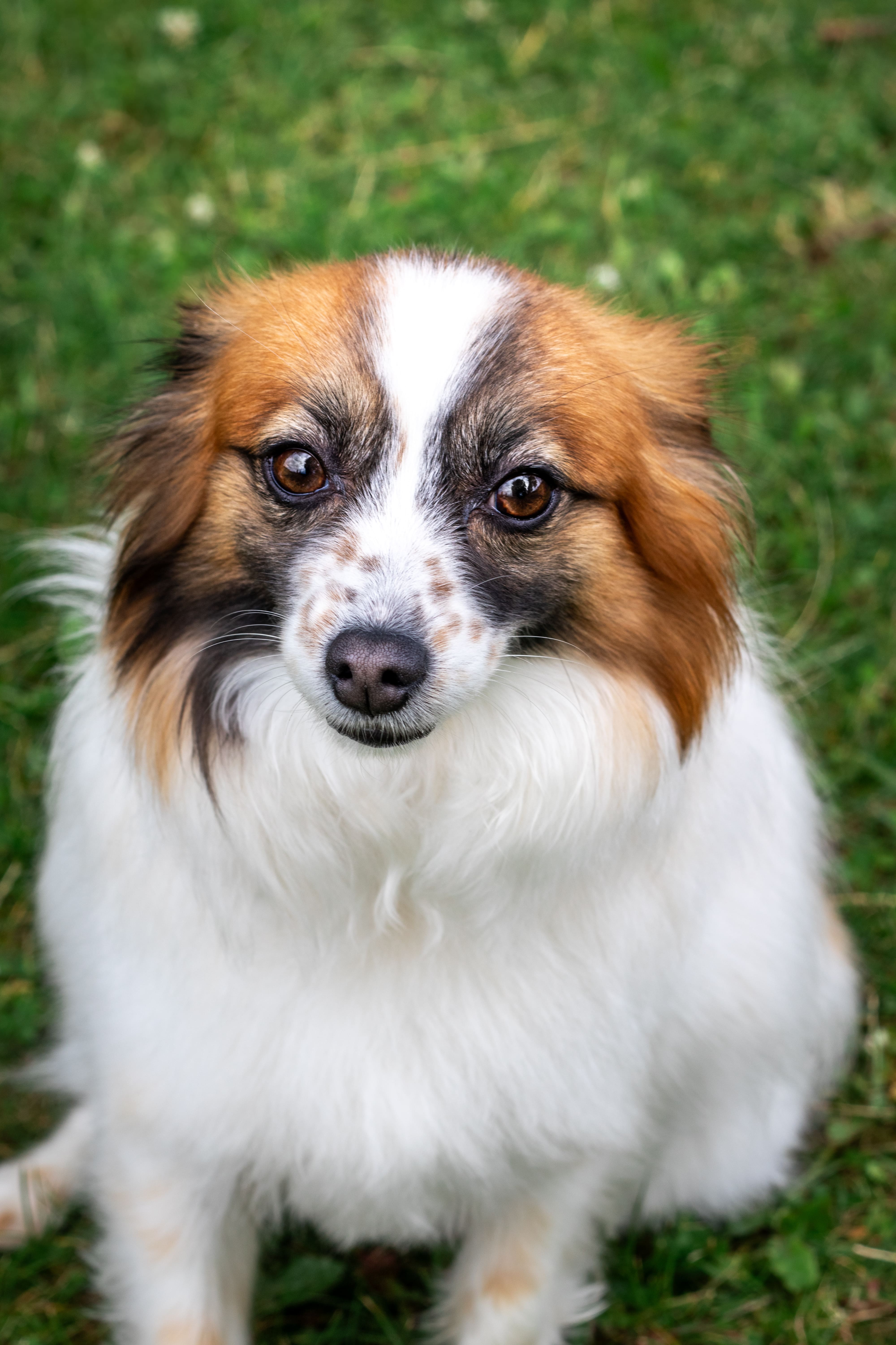 Professional Pet Photography