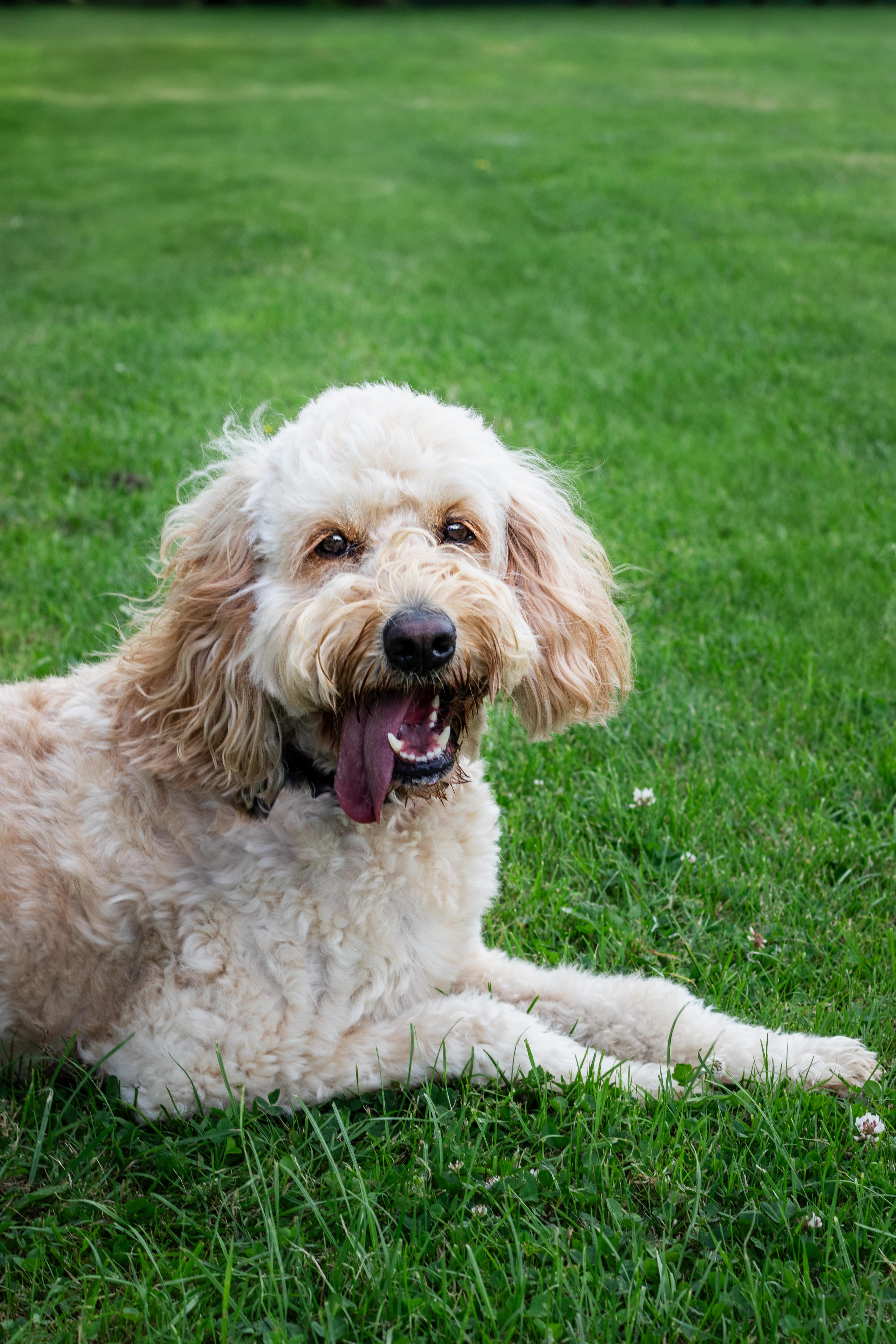 Artistic Pet Portrait