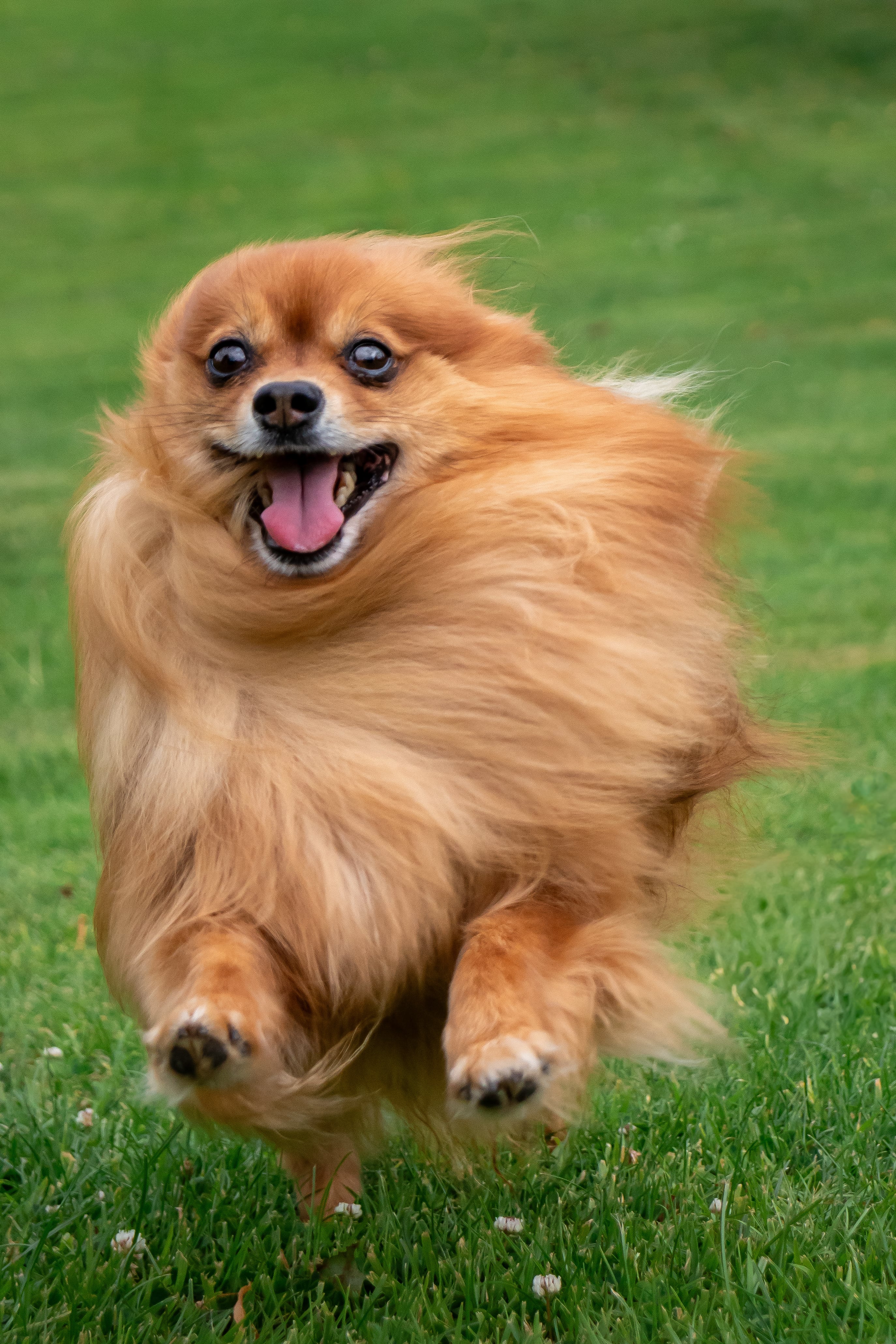 Memorable Pet Portrait